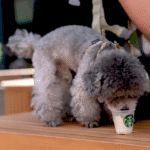 Інновації Starbucks під керівництвом Браяна Ніккола