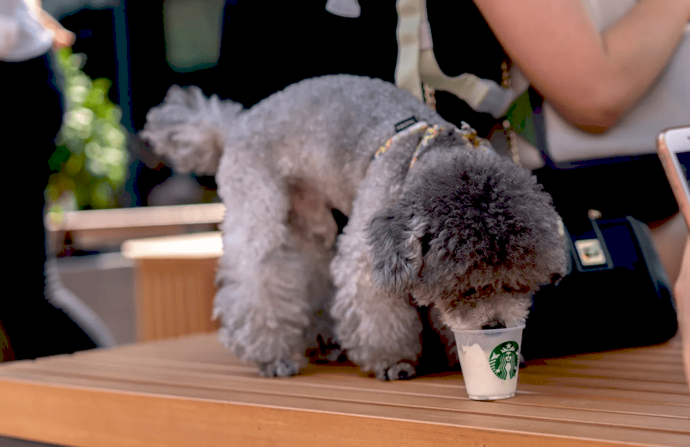 Інновації Starbucks під керівництвом Браяна Ніккола